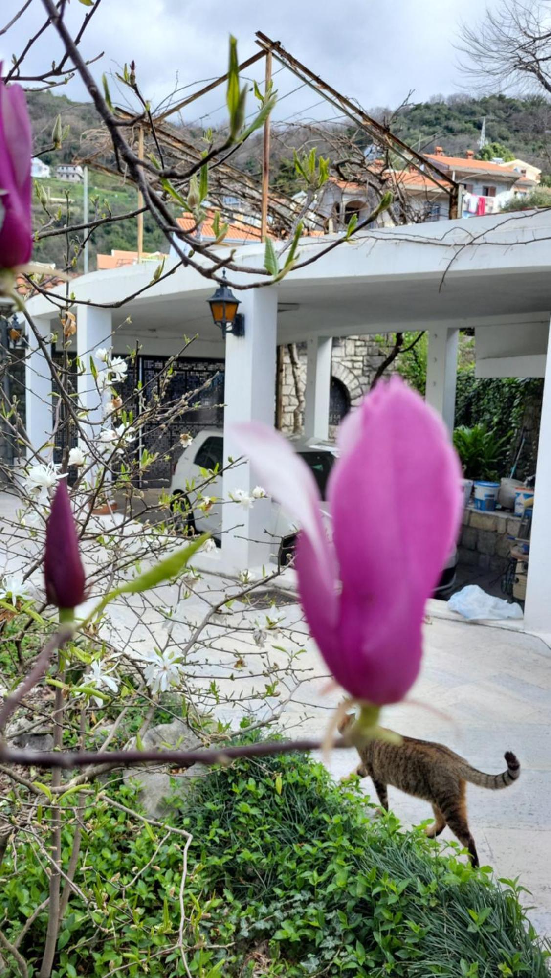Studio Apartman Sa Pogledom Na More Meljine Buitenkant foto